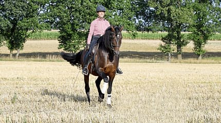 Piaffe, Gelände, Nicole Künzel, Dressur, einhändig reiten, Stoppelfeld Nicole Künzel reitet einhändig eine Piaffe auf dem Stoppelfeld