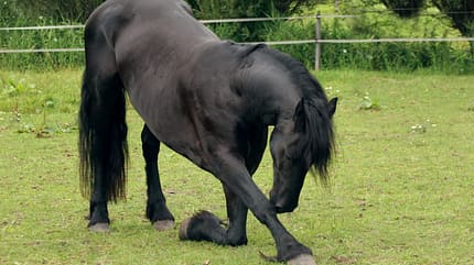Ein Friese zeigt das Kompliment auf einer Wiese