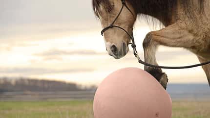 Ein Pferd spielt mit einem rosa Gymnastikball auf der Wiese