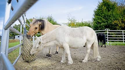 Equiwent, Pony, Kinder und Pferd, Paddock, Winterauslauf, Heunetz, Heufütterung, Markus Raabe, Projekt Deutschland, Tierschutz, artgerechte Pferdehaltung Zwei Ponies fressen auf dem Paddock aus dem Heunetz