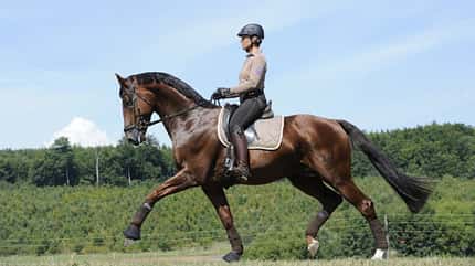 Uta Gräf, Trab, korrekte Anlehnung, Dressur, Pferdeausbildung, korrektes Reiten Uta Gräf auf einem braunen Pferd im schwungvollen Trab im Seitenprofil