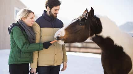 Ein Pärchen füttert einem gescheckten Pferd eine Möhre auf der Winterweide.