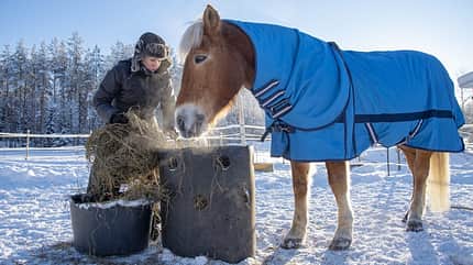 Eine Frau füttert ihren Haflinger mit Heu auf der Winterweide.