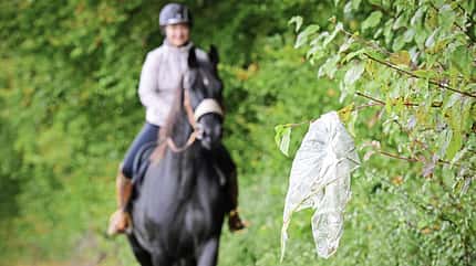 Anti-Schreck-Training, Tüte im Gebüsch, Außenreize, Vivian Gabor, Gelände, geländesicher Vivian Gabor reitet mit ihrem Rappen auf eine Tüte im Gebüsch zu.