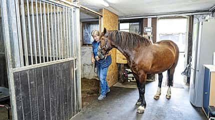 Kerstin Wichelhaus, Trockensalz-Therapie, Halotherapie, Trockensalzkammer für Pferde, Pferdegesundheit, Atemwege, Pferdelunge Ein braunes Pferd wird von der Tierärztin in die Trockensalz-Kammer geführt.