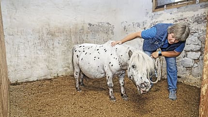 Kerstin Wichelhaus, Trockensalz-Therapie, Halotherapie, Trockensalzkammer für Pferde, Pferdegesundheit, Atemwege, Pferdelunge Shetland-Pony mit geblähten Nüstern in der Box mit Tierärztin daneben.