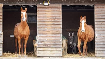 Kathrin Brunner-Schwer, Dressurausbilderin, Nuno Oliveira, KBS Riding Zwei Pferde und ein Esel in einem Offenstall