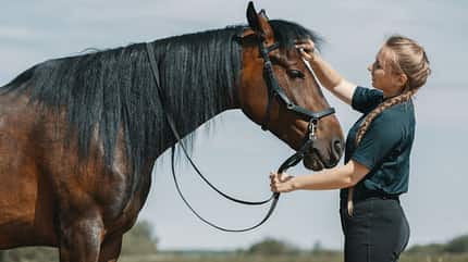 gebisslos reiten, Pferd-Mensch-Beziehung, Pferd streicheln, Brauner, Pferdemädchen, Reitbekleidung, lange Mähne, Tellington Eine blonde Frau streichelt ihr braunes Pferd an der Stirn.