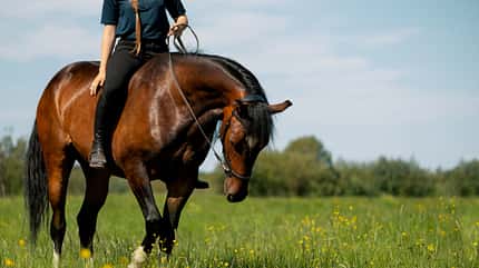 Reiten ohne Sattel, Körpfergefühl, Pferd-Mensch-Beziehuhng, Pferd spüren, Frühling Braunes Pferd steht mit einer blonden Reiterin ohne Sattel in einer Wiese.