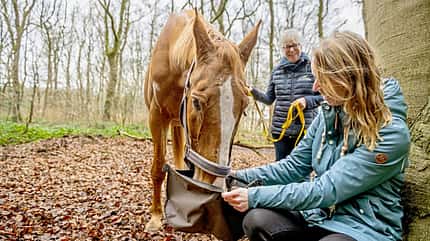 Rachaël Draaisma, Duftgarten für Pferde, Schnupperkurs, Fährtensuche mit Pferden, Verhaltens-Expertin für Pferde Das Pferd hat die Redakteurin hinter dem Baum gefunden