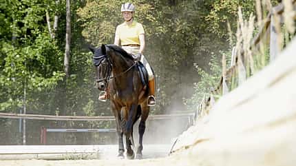 Schulterherein, Galopp verbessern, Stellung und Biegung, Schenkelweichen, feine Hilfen, Zügelhilfen, Gewichtshilfen, Körpermitte Eine Reiterin mit ihrem braunen Pferd im Schulterherein an der langen Seite