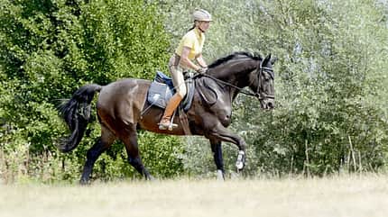 Galopp verbessern, Galopparbeit, Gelände, Gelände-Training, leichter Sitz, Durchsprung verbessern Eine Reiterin galoppiert mit ihrem braunen Pferd im leichten Sitz über eine Wiese