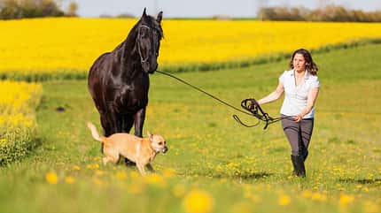 Rapsfeld, Pferd und Hund, Spaziergang mit Pferd, Hund im Stall Eine Frau geht gemeinsam mit ihrem Pferd und mit ihrem Hund vor einem Rapsfeld spazieren.