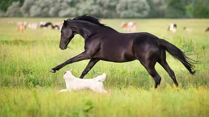 Pferd und Hund, Pferd spielt mit Hund, Hund im Stall, Weide Ein schwarzes Pferd tollt mit einem weißen Hund auf der Weide.