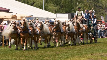 Zehnspänner, Haflinger-Gespann, Pferd International München, Claus Luber, Haflinger, Kutsche Claus Luber mit seinem Haflinger-Gespann zur Pferd International München