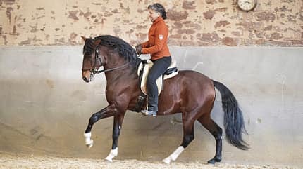 Sonja Weber, Klassische Dressur, Klassische Reitkunst, Dressur, Lusitano, Hengst, Pferdeausbildung Sonja Weber und ihr Pferd Magusto beim täglichen Training