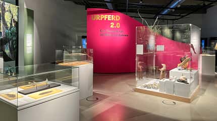 Pferdemuseum, Urpferd, Pferd vor 50 Millionen Jahren Ein Blick in die Ausstellung "Urpferd 2.0" des WPM