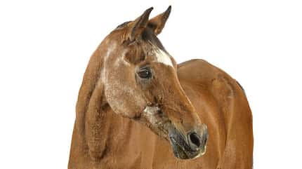 altes Pferd, graues Haar, Blutbild, Fell, Pferdekopf, Augen, Schmerzgesicht Älteres Pferd mit grauen Haaren am Kopf