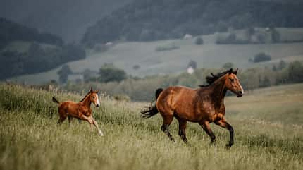 Stute mit Fohlen, Geburt, Aufzucht, Zucht Stute mit Fohlen im Galopp auf der Wiese
