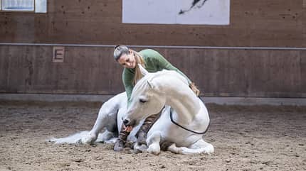 Stefanie Seebauer, Working Equitation, Schimmel, Araber, Safi