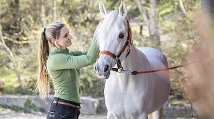 Stefanie Seebauer, Working Equitation, Schimmel, Araber, Safi