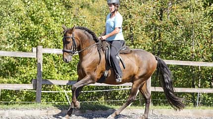 Dressur ohne Druck, feine Hilfen, klassische Dressur, Brigitte Lenz Ein Reiter-Pferd-Paar im Galopp im Seitenprofil.