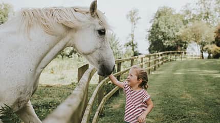 Pferd und Kind, Schimmel, Mädchen, Pferdemädchen, Reitanfänger Ein kleines Mädchen streichelt einen Schimmel auf der Weide an der Nase