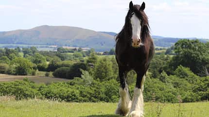 Shire Horse, Fesselbehang, Kaltblüter, Mauke, Langhaar, Blesse, Weide Ein Shire Horse auf der Weide