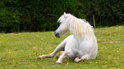 Weide, Pony, Schimmel, Koppel, Wälzen, Kolik, Sommer, Hitzschlag, Hitzeprobleme Schimmel-Pony liegt auf der Weide