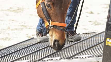 Verlade-Training, Anhänger, Pferd transportieren, Anhänger-Training Ein Pferd schnuppert an der Rampe des Anhängers.