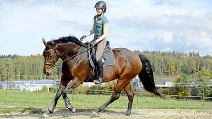 Aussitzen, Galopp, Dressurreiten, Reitersitz, verdeckte Fäuste, Handhaltung, Zügelführung Eine Reiterin im Aussitzen im Galopp auf einem braunen Pferd