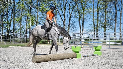 Josef Kmoch, Jungpferdeausbildung, Springpferd, pferdegerechtes Reiten, Fair zum Pferd, Stangenarbeit, Cavaletti, Springen, Gymnastik Josef Kmoch reitet ein Jungpferd mit Halsring und zeigt ihm vom Sattel aus einen Baumstamm