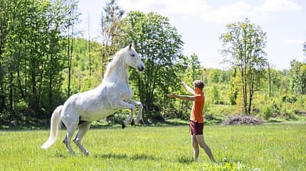Josef Kmoch, Jungpferdeausbildung, Springpferd, pferdegerechtes Reiten, Fair zum Pferd, Zirzensik, Pferd steigen lassen, Zirkus-Lektionen, Pferd steigt Josef Kmoch animiert seine Schimmel-Stute Kassi vor ihm zu steigen