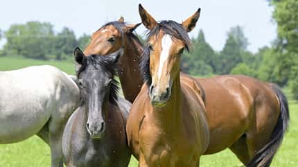 Warmblut Zucht, alte Linien, Hofgut Kaltenherberge, Tanja Bayha, gesunde Zucht, Fohlen, Aufzucht, Hengste, Freiburg, Jährlinge Jährlinge auf einer Wiese beim Spielen.