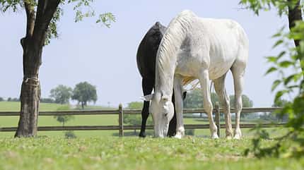 Warmblut Zucht, alte Linien, Hofgut Kaltenherberge, Tanja Bayha, gesunde Zucht, Fohlen, Aufzucht, Hengste, Freiburg, Grasen, Weide, Sommer Ein Rappe und ein Schimmel grasen zusammen auf der Wiese.