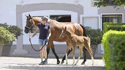Warmblut Zucht, alte Linien, Hofgut Kaltenherberge, Tanja Bayha, gesunde Zucht, Fohlen, Aufzucht, Hengste, Freiburg Eine Pflegerin führt Stute mit Fohlen über den Hof.