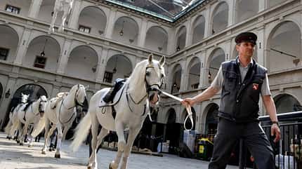 Spanische Hofreitschule Wien, Lipizzaner Die Pfleger der Spanischen Hofreitschule führen die Lipizzaner-Hengste durch den Innenhof zur Reitbahn.