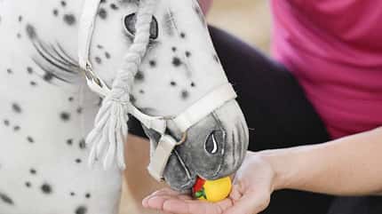 Hobby Horsing, Redaktion in Aktion, Hobby Horse Redakteurin Kristina Hofer in Aktion beim Hobby Horsing in der Reithalle.