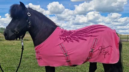 Pferdedecken bedrucken, Beritt aus Leidenschaft, pinke Decke, Abschwitzdecke Ein Rapp-Pony mit einer pinken Abschwitzdecke