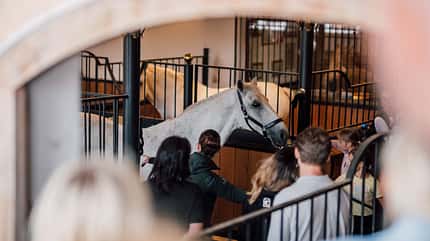 Stanglwirt, Mentaltraining, Mediation mit Pferden