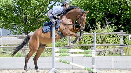 Eine Reiterin mit ihrem braunen Pferd über dem Sprung. 