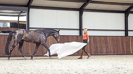 Yvet Blokesch, Fahnentraining, Bodenarbeit, Featherlight Academy, Fahnen Das Pferd folgt Yvet Blokesch beim Fahnentraining in der Halle