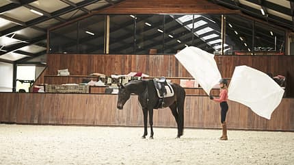 Yvet Blokesch, Fahnentraining, Bodenarbeit, Featherlight Academy, Fahnen Yvet Blokesch beim Fahnentraining mit einem entspannten Pferd in der Halle