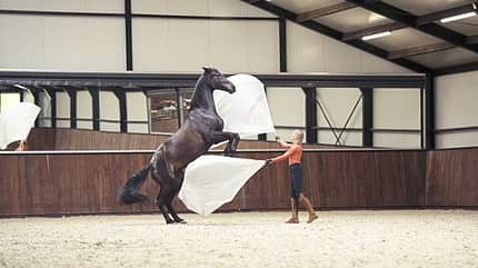 Yvet Blokesch, Fahnentraining, Bodenarbeit, Featherlight Academy, Fahnen Yvet Blokesch animiert das Pferd beim Fahnentraining zum Steigen