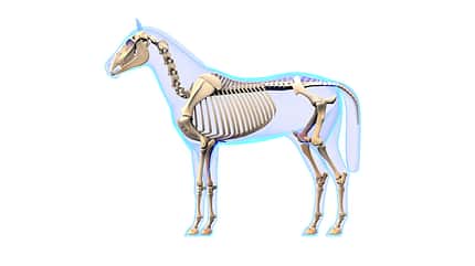 Animation eines Pferde-Skeletts von der Seite