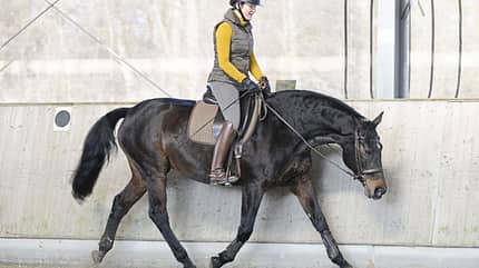 Dehnungshaltung, vorwärts-abwärts, Brauner, Dressur, entspannt, Nase vor der Senkrechten Das Pferd geht locker in Dehnungshaltung.