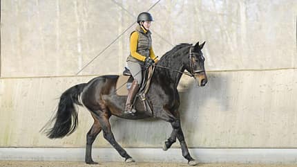 Galopp, Brauner, feines Reiten, Dressur, Nase vor Das Pferd galoppiert mit der Nase vor der Senkrechten.