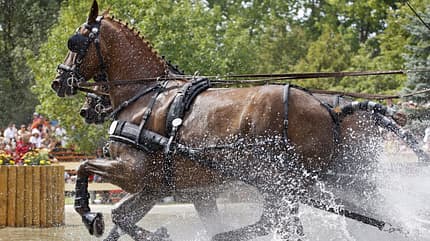 Ein Pferde-Gespann bei der Wasserdurchfahrt