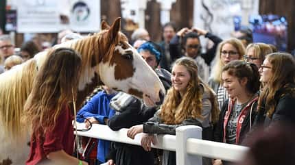 Mustang in Freiarbeit im Western-Ring mit vielen Zuschauern zur Pferd Bodensee