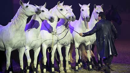 Pferdegala im Takt der Pferde zur Pferd Bodensee mit Lorenzo, the Flying Frenchmen, und seinen sechs Schimmeln